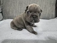 Mr. Curly, a male French Bulldog for sale in Springfield, MO – 4 of 8