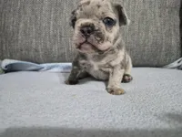 Ms. Marlee, a female French Bulldog for sale in Springfield, MO – 2 of 7