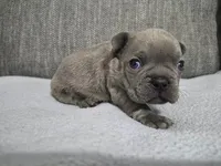 Mr. Moe, a male French Bulldog for sale in Springfield, MO – 7 of 8