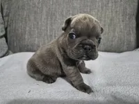 Mr. Curly, a male French Bulldog for sale in Springfield, MO – 6 of 8