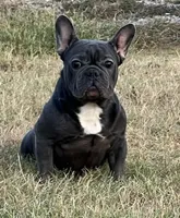Ms. Jacye Available as Future Mama, a female French Bulldog for sale in Springfield, MO – 2 of 7