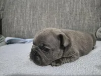 Ms. Graycie, a female French Bulldog for sale in Springfield, MO – 6 of 7