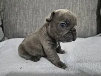 Mr. Curly, a male French Bulldog for sale in Springfield, MO – 7 of 8