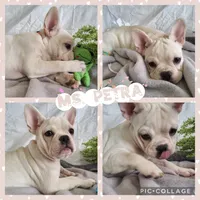 Ms. Petra, a female French Bulldog for sale in Springfield, MO – 1 of 1