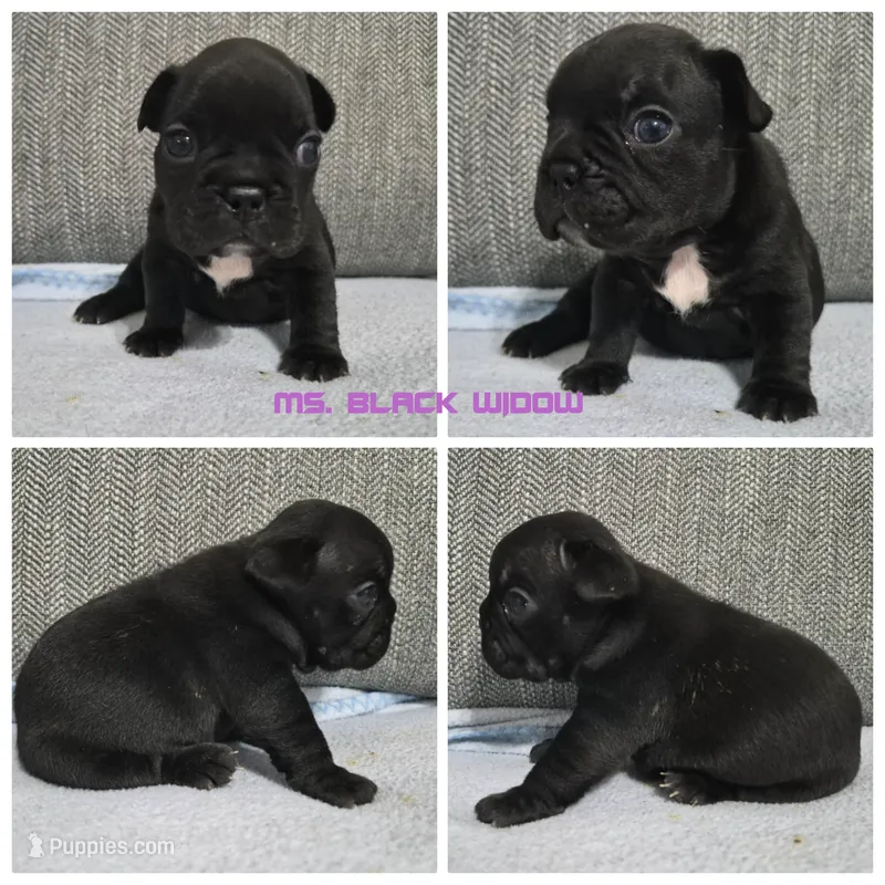Ms. Black Widow – French Bulldog puppy for sale in Springfield, MO