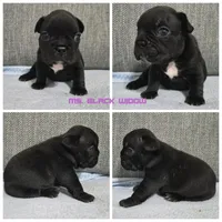 Ms. Black Widow, a female French Bulldog for sale in Springfield, MO – 1 of 9