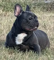 Ms. Jacye Available as Future Mama, a female French Bulldog for sale in Springfield, MO – 5 of 7