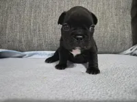Ms. Black Widow, a female French Bulldog for sale in Springfield, MO – 2 of 9