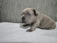 Mr. Moe, a male French Bulldog for sale in Springfield, MO – 5 of 8
