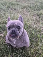 Mr. Lucky, a male French Bulldog for sale in Springfield, MO – Photo 4 of 10