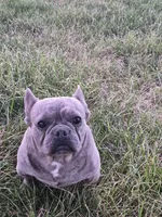 Mr. Lucky, a male French Bulldog for sale in Springfield, MO – Photo 8 of 10