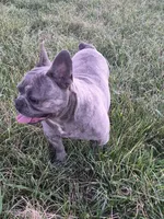 Mr. Lucky, a male French Bulldog for sale in Springfield, MO – Photo 7 of 10