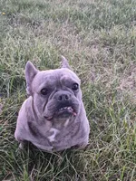 Mr. Lucky, a male French Bulldog for sale in Springfield, MO – Photo 5 of 10