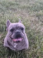 Mr. Lucky, a male French Bulldog for sale in Springfield, MO – Photo 2 of 10