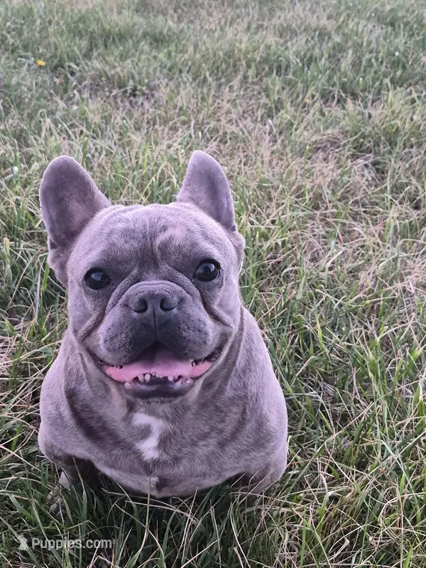 Mr. Lucky, a male French Bulldog for sale in Springfield, MO – Photo 1 of 10