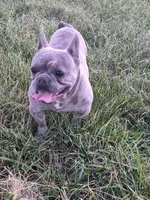 Mr. Lucky, a male French Bulldog for sale in Springfield, MO – Photo 3 of 10