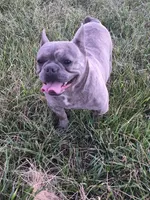 Mr. Lucky, a male French Bulldog for sale in Springfield, MO – Photo 9 of 10