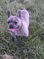 Mr. Lucky, a male French Bulldog for sale in Springfield, MO – Photo 6 of 10