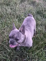 Mr. Lucky, a male French Bulldog for sale in Springfield, MO – Photo 10 of 10