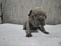 Mr. Larry, a male French Bulldog for sale in Springfield, MO – 8 of 8