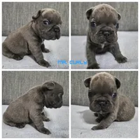 Mr. Curly, a male French Bulldog for sale in Springfield, MO – 1 of 8