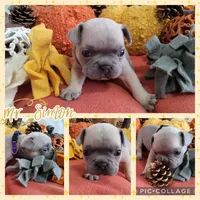 Mr. Simon, a male French Bulldog for sale in Springfield, MO – Photo 2 of 3