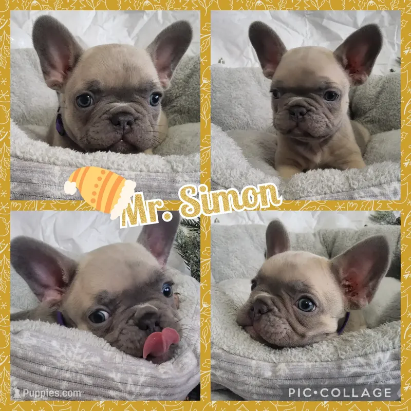 Mr. Simon