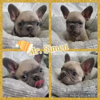 Mr. Simon, a male French Bulldog for sale in Springfield, MO – Photo 1 of 3