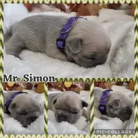 Mr. Simon, a male French Bulldog for sale in Springfield, MO – Photo 3 of 3