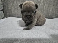 Mr. Curly, a male French Bulldog for sale in Springfield, MO – 2 of 8