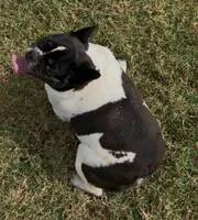 Ms. Brynlee Retired Mama, a female French Bulldog for sale in Springfield, MO – 5 of 6