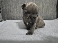 Mr. Curly, a male French Bulldog for sale in Springfield, MO – 5 of 8