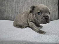 Mr. Moe, a male French Bulldog for sale in Springfield, MO – 3 of 8