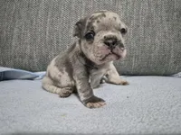 Ms. Marlee, a female French Bulldog for sale in Springfield, MO – 4 of 7