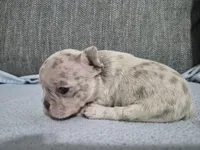 Ms. Princess Snow, a female French Bulldog for sale in Springfield, MO – 5 of 9