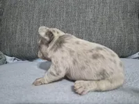 Ms. Princess Snow, a female French Bulldog for sale in Springfield, MO – 9 of 9