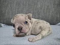 Ms. Princess Snow, a female French Bulldog for sale in Springfield, MO – 8 of 9