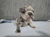 Ms. Marlee, a female French Bulldog for sale in Springfield, MO – 5 of 7