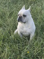 Mr. Tonka, a male French Bulldog for sale in Springfield, MO – Photo 9 of 10