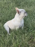 Mr. Tonka, a male French Bulldog for sale in Springfield, MO – Photo 5 of 10