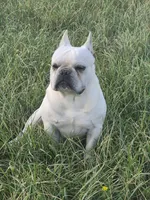 Mr. Tonka, a male French Bulldog for sale in Springfield, MO – Photo 10 of 10