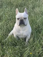 Mr. Tonka, a male French Bulldog for sale in Springfield, MO – Photo 4 of 10