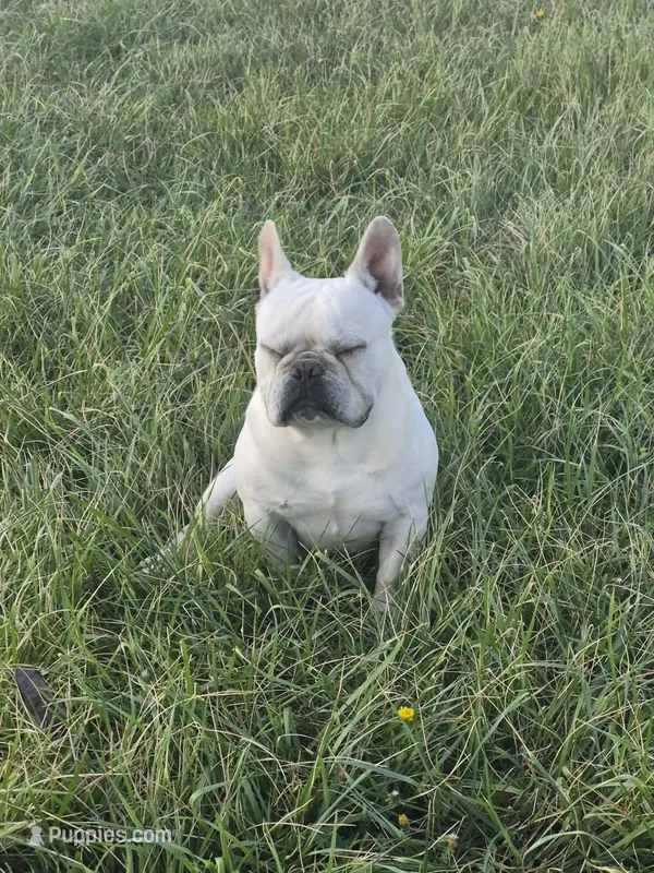 Mr. Tonka – French Bulldog puppy for sale in Springfield, MO