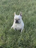 Mr. Tonka, a male French Bulldog for sale in Springfield, MO – Photo 1 of 10