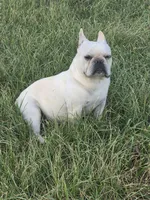 Mr. Tonka, a male French Bulldog for sale in Springfield, MO – Photo 6 of 10