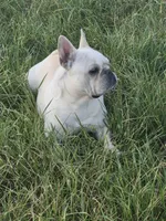 Mr. Tonka, a male French Bulldog for sale in Springfield, MO – Photo 2 of 10