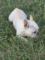 Mr. Tonka, a male French Bulldog for sale in Springfield, MO – Photo 8 of 10