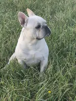 Mr. Tonka, a male French Bulldog for sale in Springfield, MO – Photo 7 of 10