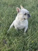 Mr. Tonka, a male French Bulldog for sale in Springfield, MO – Photo 3 of 10