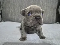 Mr. Moe, a male French Bulldog for sale in Springfield, MO – 2 of 8